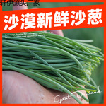 顺丰快递沙葱新鲜甘肃民勤特产现摘沙葱5斤新鲜蔬菜保温箱装