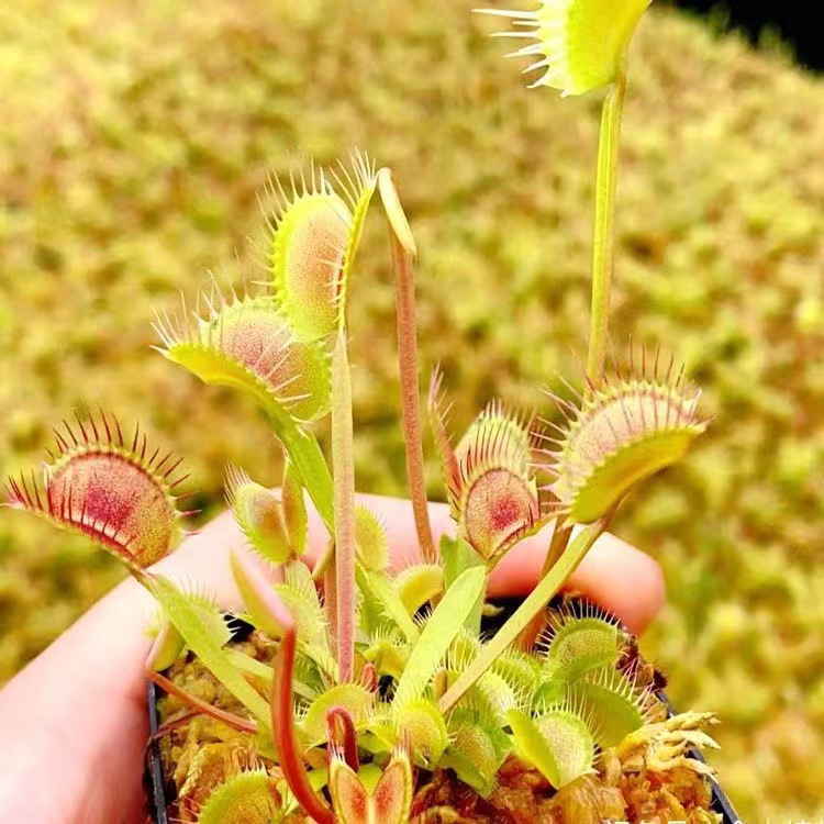 Pince à flytrap à dents violettes Dragon environ 1-1.5cm