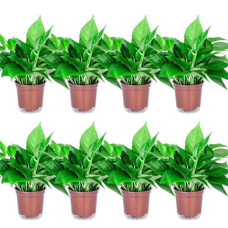 110 bacias absorventes de água, rabanete verde, 8 bacias vermelhas + fertilizante
