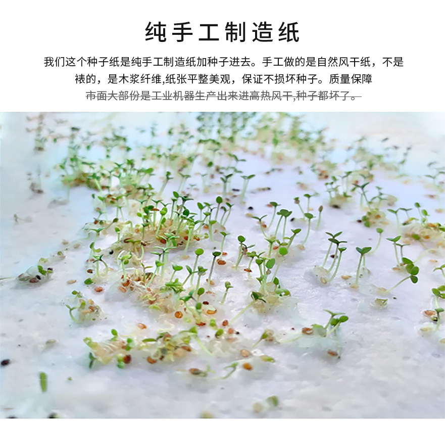 种子纸(原纸)_06