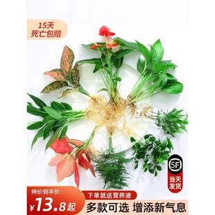 ��������ˮ��ֲ���҃Ȼ��Gֲ�ļ�ˮ�����B��G�}���F������t����