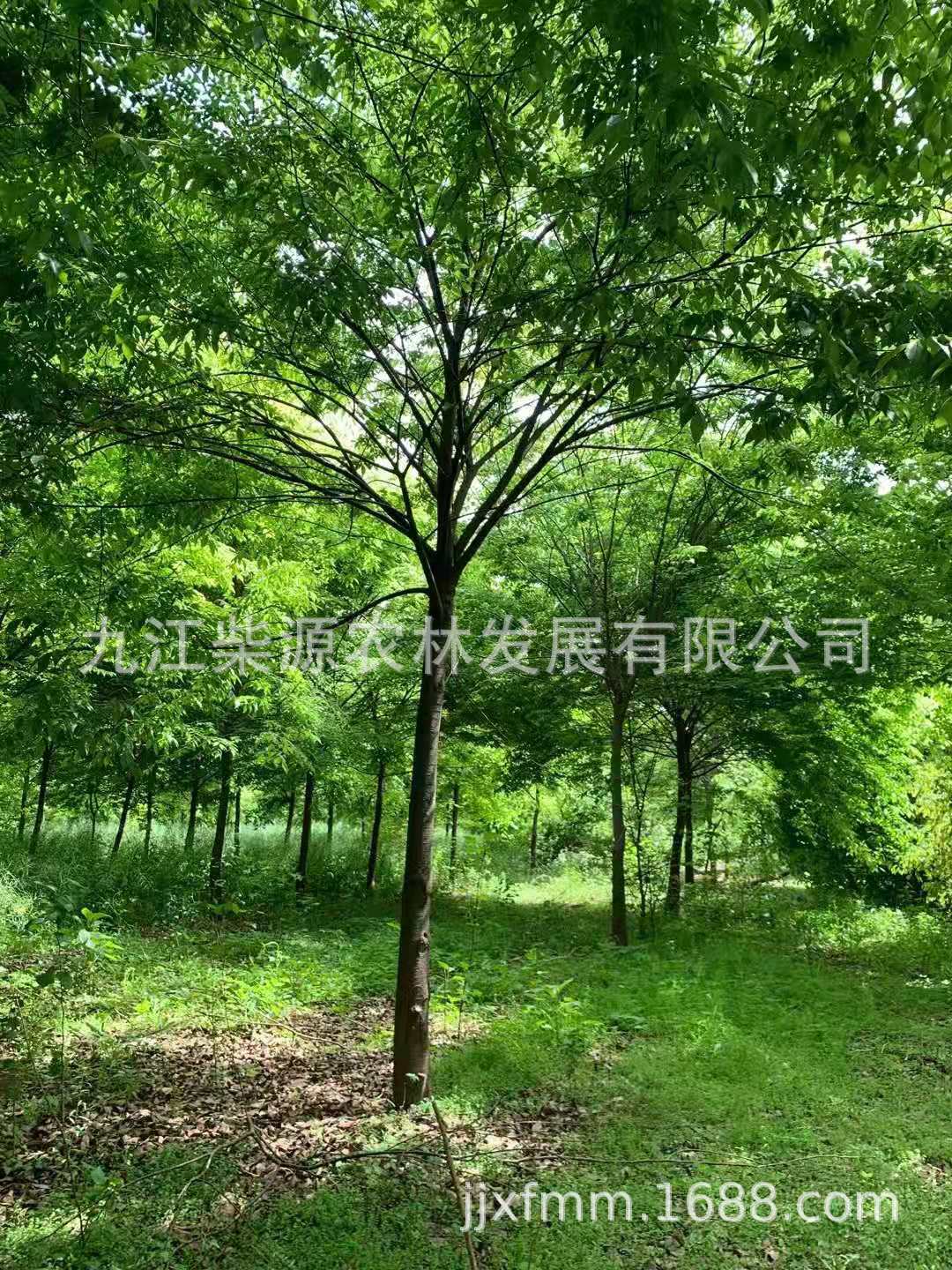 【自产自销苗圃场】红榉树2公分 红榉树6公分红榉树7公分仿真树