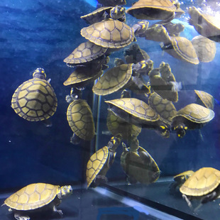 �S�^���i������������ˮ�A�W����A�Ă��i�������~�S���ǻ��w����