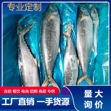 新鲜速冻马鲛鱼500至700净重16斤马胶鱼大鲅鱼深海鱼批发量大询价