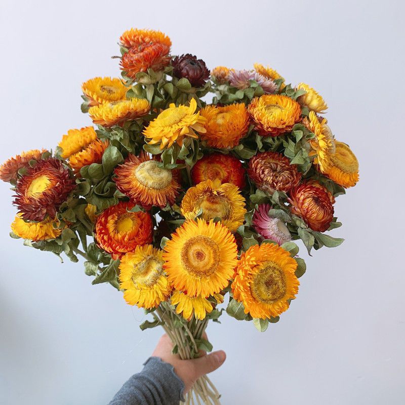 云南真花干花批发小雏菊干花花束客厅摆设装饰七彩菊花瓶干花插花