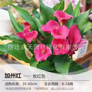 ���ǲ�ɫ�R��ɏ��K�o�N��������҃��������Բ�ɫ�ļ��_������