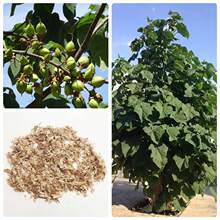 ��ľ�N����ͩ��N��ľ�Ę�ľ�׻������ͩ��ͩ�乤�̾G���²ɷN��