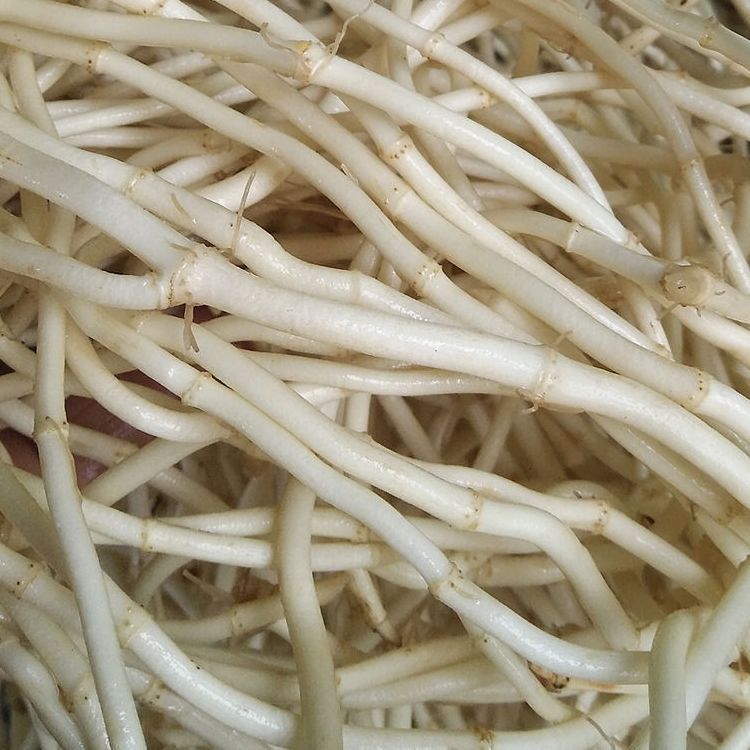 【包邮】鱼腥草折耳根新鲜嫩根现挖野生节节根农家自种蔬菜凉拌侧|undefined