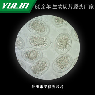 Cricket Undefined Egg-bounded Tablets for College Medical Schools, Tissue Disease, Marble Wax Slide Specimen Microscope