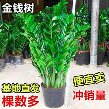 金钱树盆栽植物室内花卉四季常青好养大绿植客厅大型盆景招财树苗