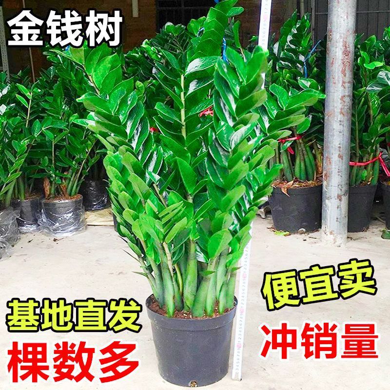 Money Tree Potted Plant Indoor Flower Evergreen Easy to Care for Large Green Plant Living Room Large Bonsai Fortune Tree Sapling