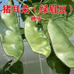 �i����N�� �H����ⶹ���r���ǷN�� �Gü���N���߲˷N�Ӹ߮a