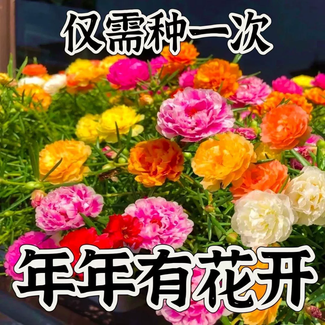 Импортные подсолнечника очень большие двойные семена подсолнечника Four Seasons горшечные Семена цветов легко жить Смешанные Семена цветов