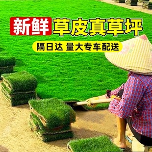 Turf Real Lawn with Soil House Garden Greening All Year Round Green Green Grass Taiwan Grass Manila Turf with Soil