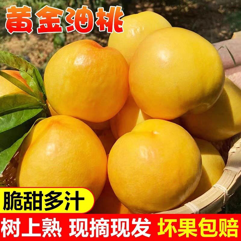 黄金油桃新鲜水果现摘现发当季整箱5斤大果脆桃山东蒙阴套袋桃子