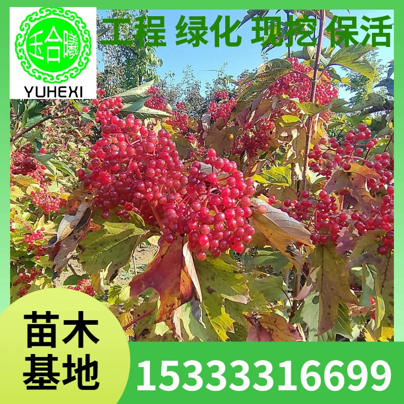 Тяньму Ционхуа — это зеленый кустарник, который в летнее время цветет и зимой краснеет. Красные плоды и ель имеют несколько веток.