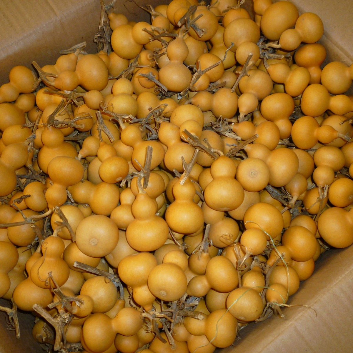 Происхождение небольшой Тыква ручной твист тыквы Вэнь играть небольшой Тыква