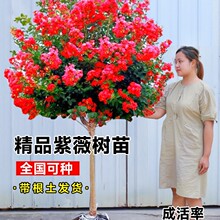 ޱͥԺռtͺޱϘԾG^pt