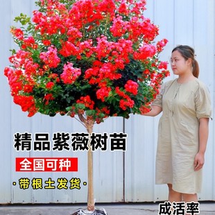 ��ޱ����ͥԺ���ռt�ͺ���ޱ�������Ϙ����ԾG���^�p��t�������