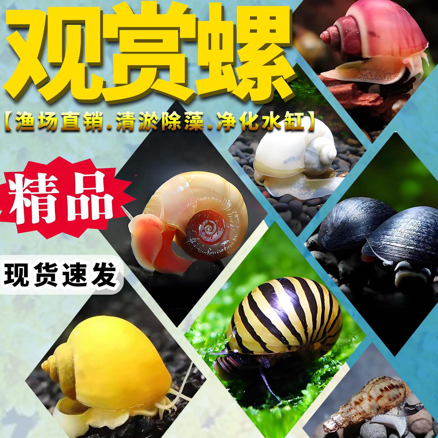 观赏螺苹果螺黄金黑金刚杀手除藻除粪彩蛋斑马淡水小宠物鱼缸冷水