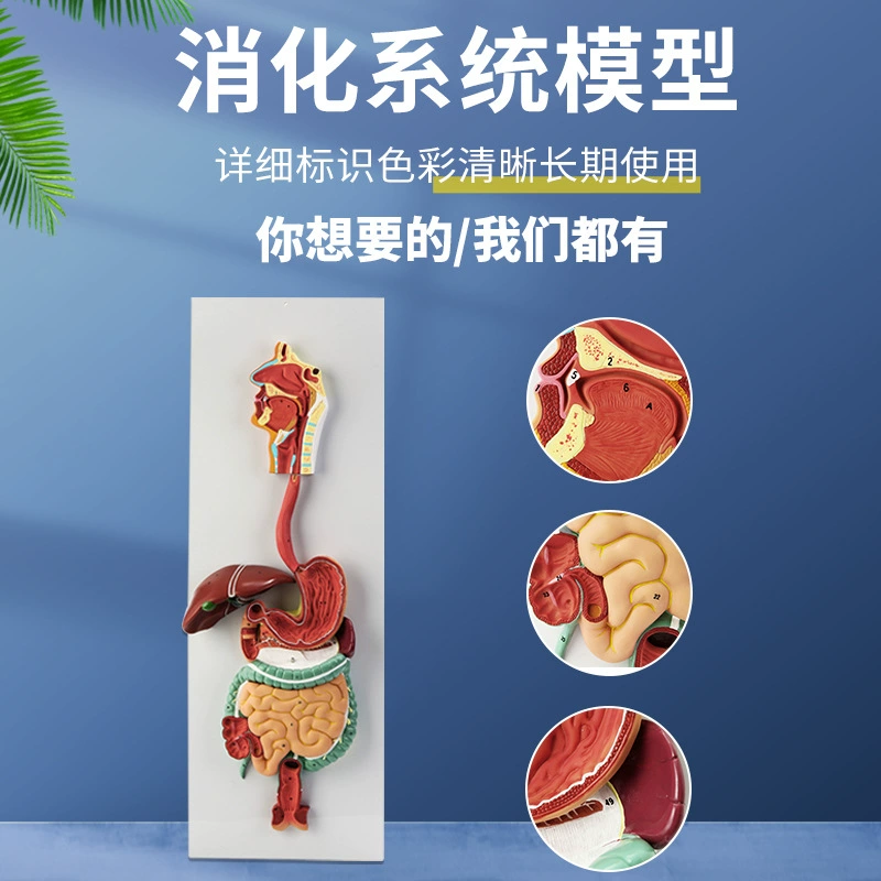 Модель пищеварительной системы человека, пищеварительный тракт, секция желудка, нос, горло, толстая кишка, тонкая кишка, анатомическая модель желудка, анус и прямая кишка