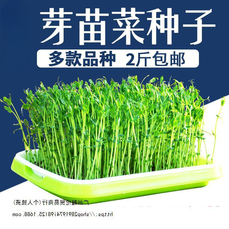 香椿蔬菜种籽花生芽水培黄豆豆苗绿豆室内豆芽菜芽苗菜种子豌豆黑