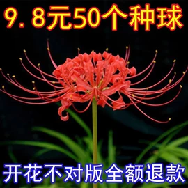 种子;草种子;草坪