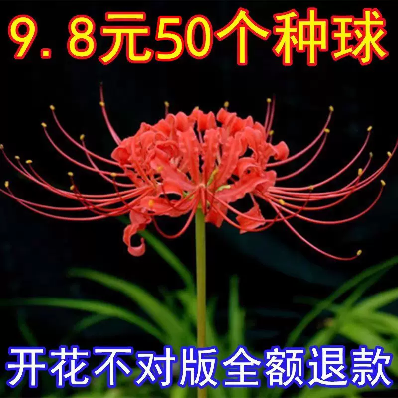 彼岸花种球曼珠沙华种子盆栽地栽耐寒植物红花石蒜花卉当年开花