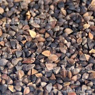 wNlѿ˷Nwwwӻֱlѿʺ