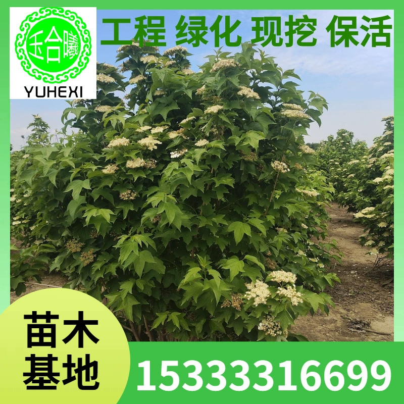 Поставка саженцев жимолости, садовых золотых и серебряных деревьев, денежного дерева с синими листьями, питомника Северо-Востока, саженцев и кустарников жимолости с синими листьями.