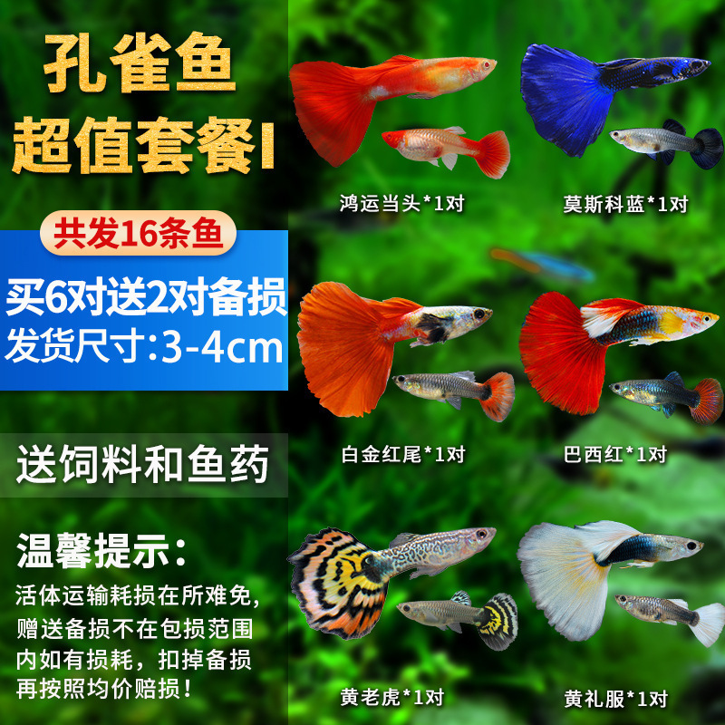 孔雀鱼精品小鱼缸观赏鱼好养耐活热带鱼活鱼天空蓝小型小鱼苗|undefined