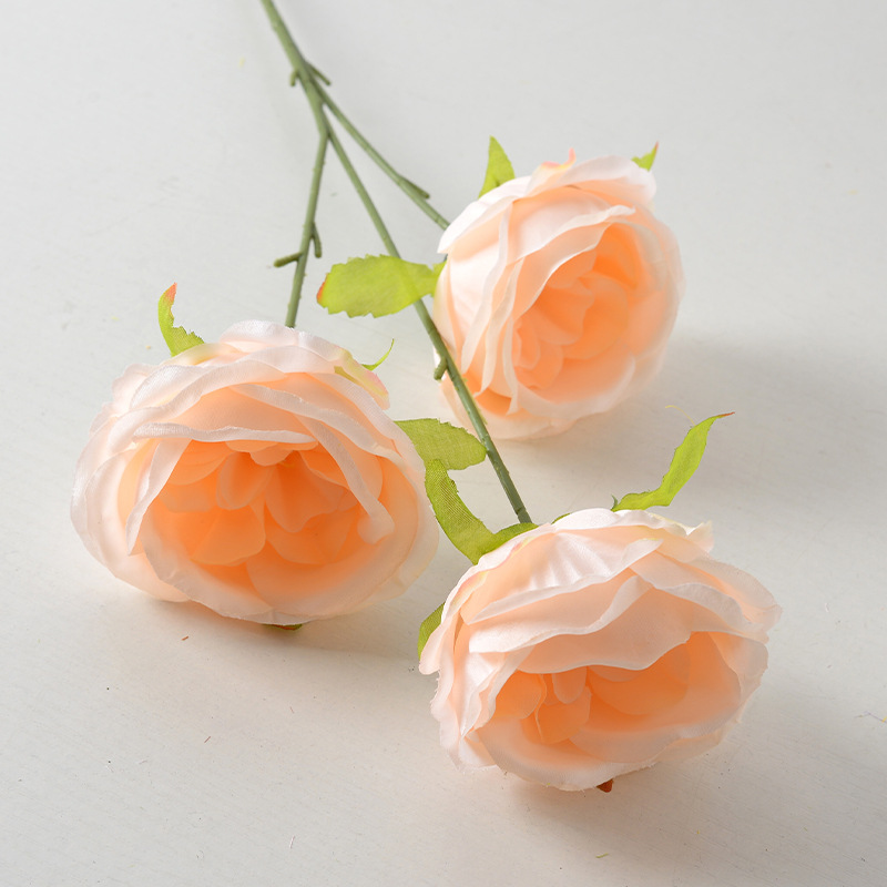 3 heads austin champagne