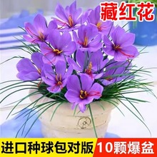 药用藏红花种球盆栽耐寒耐冻花卉番红花种子苗室内室外药材种植苗