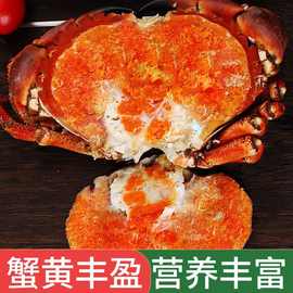 面包蟹超大只面包蟹熟食黄金蟹熟冻即食螃蟹珍宝蟹梭子蟹海蟹混批