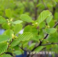 桤木种子水冬瓜树种子 水青风桤蒿江南桤木种子香草芳香植物种子