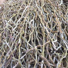 浙江本地铁皮石斛枫斗长干条 烤条 粗壮 本地品种胶多