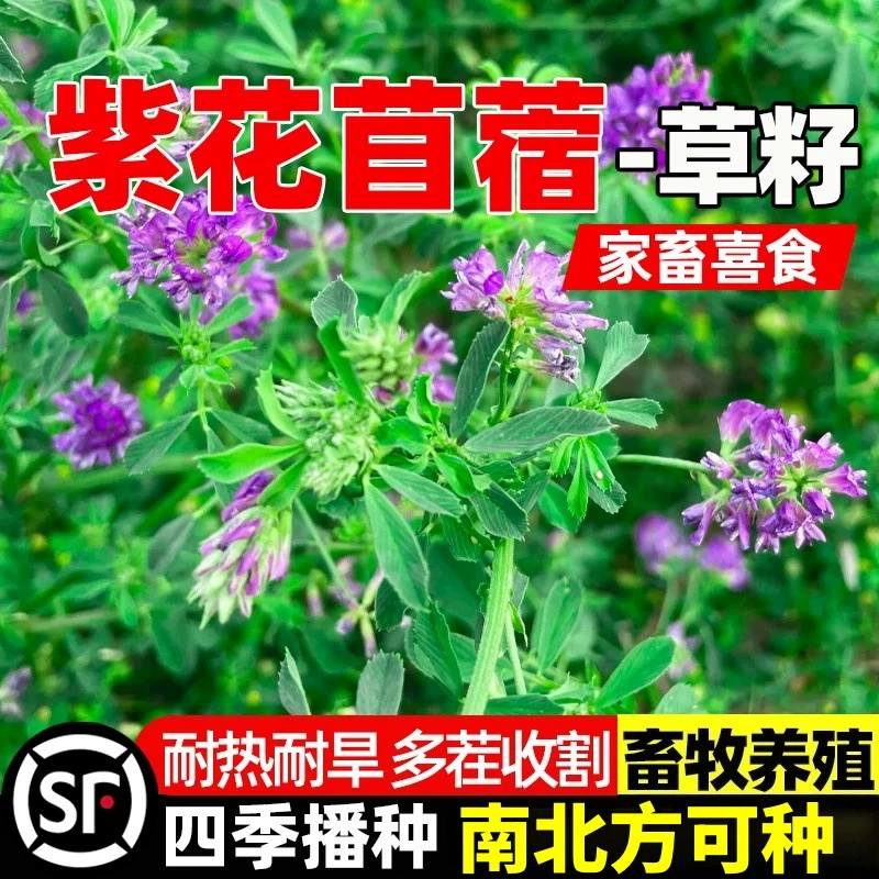 Кормовые семена люцерны Семена трав люцерны высокоурожайные крупного рогатого скота и овец кормовые травы Семена люцерны