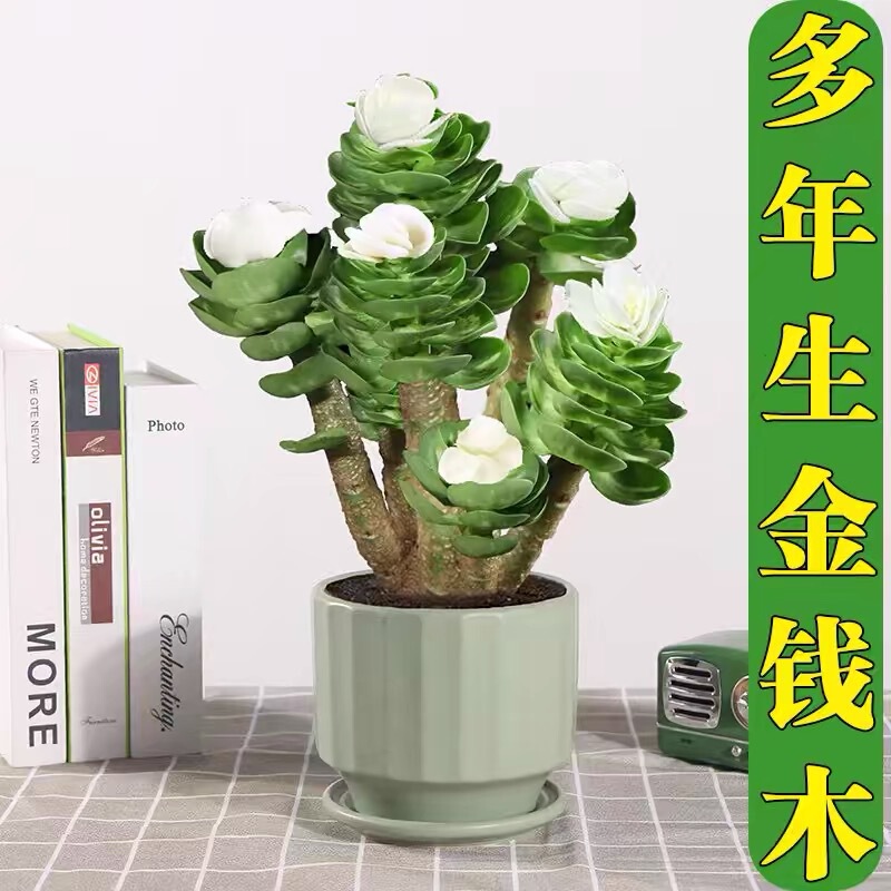 Money Tree Potted Plant, Old Stump Succulent Plant, Indoor Living Room Desktop, Small Money Tree Bonsai, Easy to Maintain Green Plant