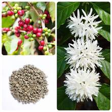 咖啡種子咖啡豆種子咖啡樹種子四季播種小粒咖啡豆種籽
