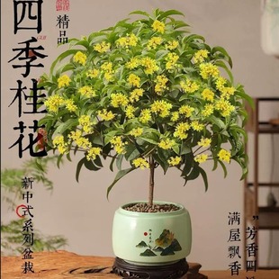 �ļ������Ԙ������������ʽ�辰�����Gֲ�����k���҃�����ֲ��