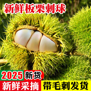 2025��؛�������r�����۰��������Ƥ��������������ë������