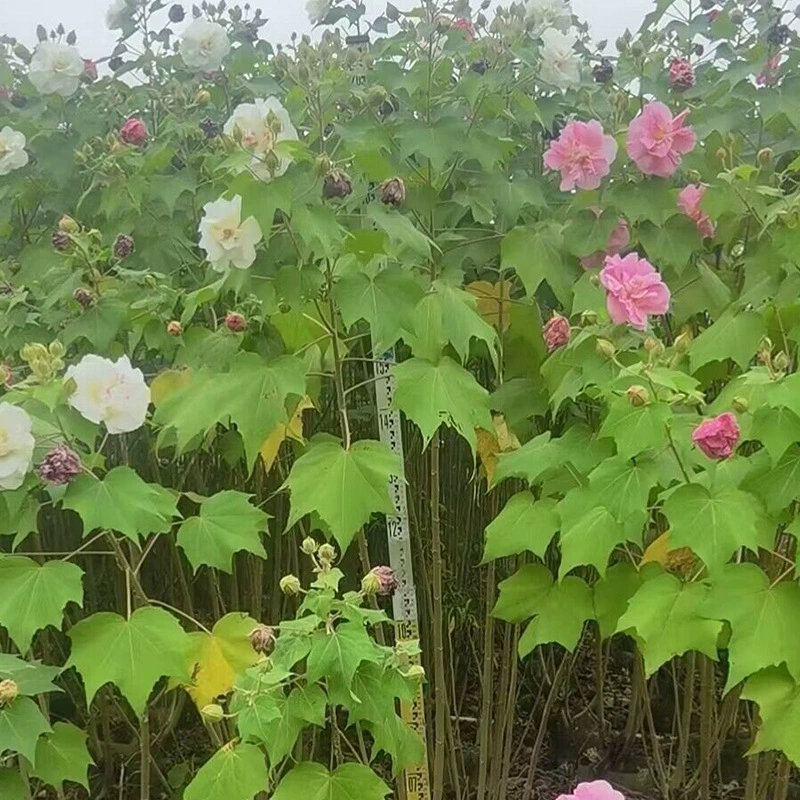 База оптовый питомник проект озеленение древесина цветок гибискуса вилла двор сообщество озеленение ландшафт растение в наличии