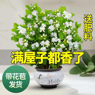 Jasmine Seedlings Potted with Buds Jiuli Xiang Old Pile Mosquito Repellent Flower Plant Indoor Strong Fragrance Blooms in All Seasons and Is Easy to Maintain