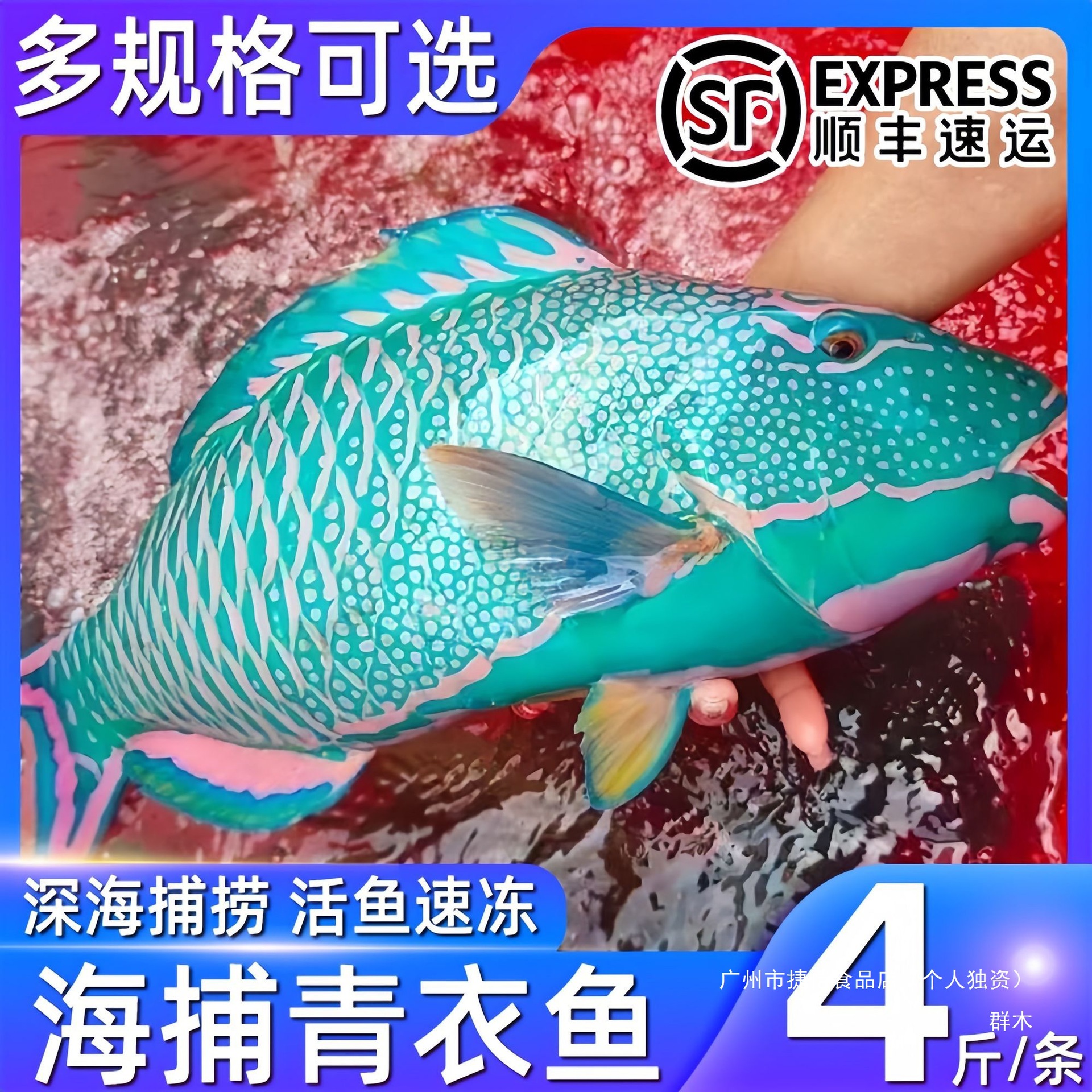 西沙野生青衣鱼新鲜海捕青衣鱼鲜活冷冻海鲜鲜冻海鱼银鱼整鱼常温