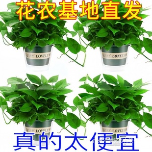 �G�}�������҃�ֲ���·�����������ȩ�����՚�����Gֲ�����L�پG