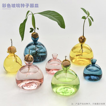 日式牛油果水培玻璃花瓶种子专用种植花瓶果核水培容器彩色花瓶