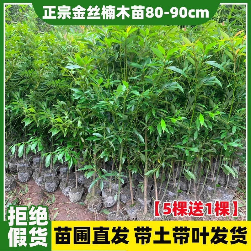 希少な金南木の苗木10本、成都の貴重な小葉南木の鉢植え苗、土植えの大きな苗木|undefined