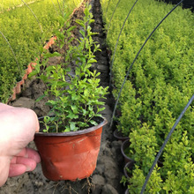 ����Ůؑ���̵���С���������~ֲ�ﻨ���G�hɫ�K�Gֲ