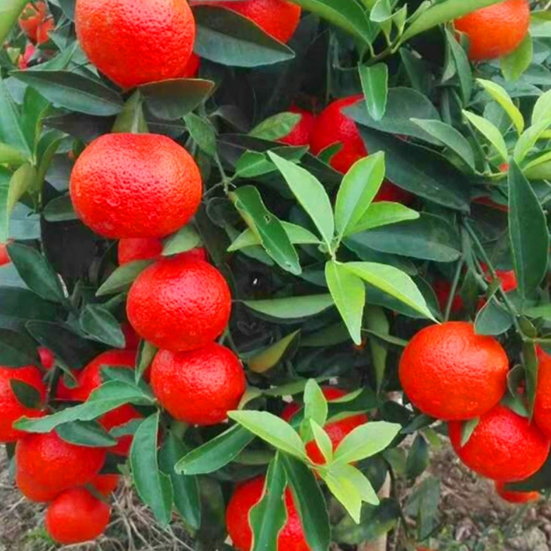 Посадка сада Век Красный апельсин Рассада База оптом Американский сахар Оранжевый сахар Рассада Оранжевый сладкий апельсин Красный апельсин Рассада