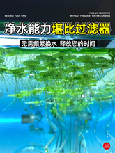 浮萍水草植物水上叶水草鱼缸净化水质的水草水芙蓉槐叶萍阴性造景